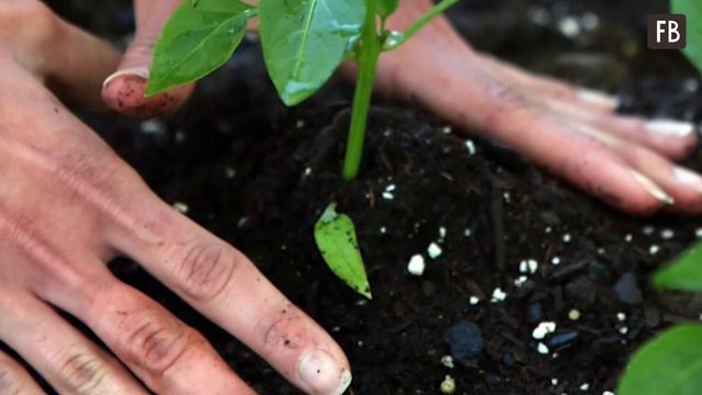 Мои перцы не болеют. Секрет в натуральном средстве, которое есть на каждой кухне смотреть онлайн