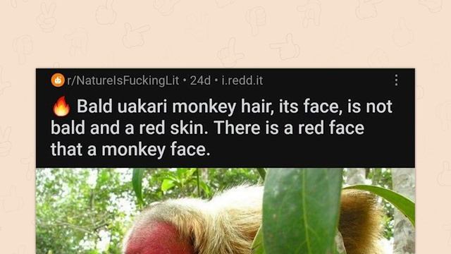 r/Engrish | excuse me? смотреть онлайн