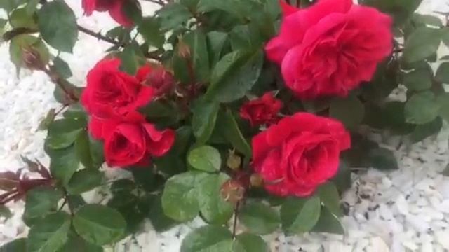 Роза Сангрия. Питомник Роз Елены ИВАЩЕНКО смотреть онлайн