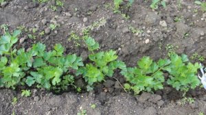 Как я выращиваю черешковый сельдерей