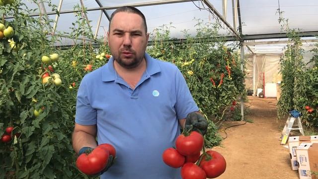 Как вырастить томаты ( помидоры) в теплице? Выращивание томатов в теплицах (продлённый оборот) смотреть онлайн
