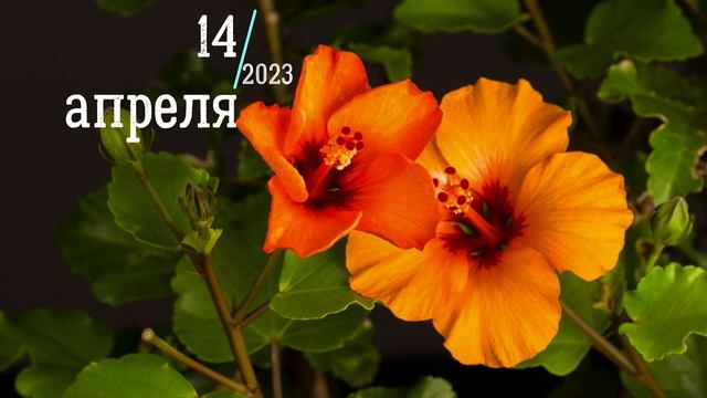ЦЕРКОВНЫЙ ПРАЗДНИК 14 АПРЕЛЯ 2023 ЧТО НЕЛЬЗЯ ДЕЛАТЬ,ПРИМЕТЫ, ЧТО МОЖНО ДЕЛАТЬ смотреть онлайн