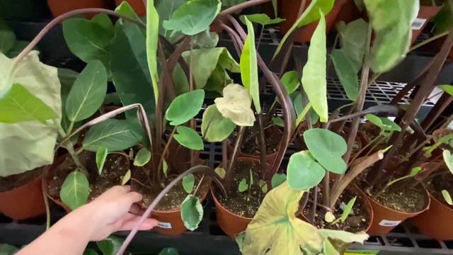 Houseplants Shopping | Found Wish List Syngonium | Big Box Plant Shopping | Alberta, Canada