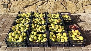 Богатырские яблочки! Яблоня Богатырь, зимний сорт.