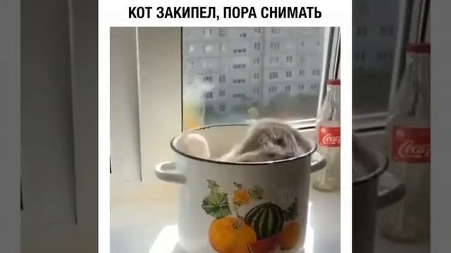 Суп с котом