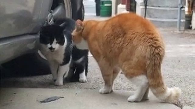 Senile Talking Cat (The Original) Part Deux смотреть онлайн