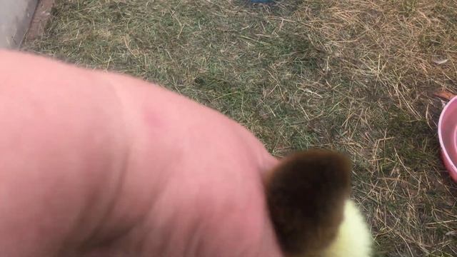 Мускусная утка//Как подселить утят к утке смотреть онлайн