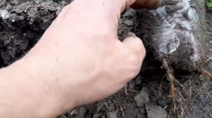 ?Размножение ежевики весной - делюсь проверенным способом.?