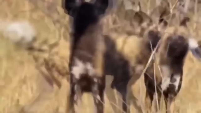 Эти Животные Связались Не с Теми Дикими Псами!!! Редкие Сражения Животных , Снятые на Камеру! смотреть онлайн