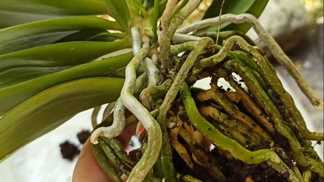 Моя новая орхидея. Phalaenopsis Julia, фаленопсис Джулия, multiflora. Пересадка. Проверяю корни. смотреть онлайн