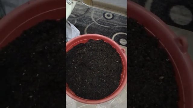 Земляника на окне!! смотреть онлайн