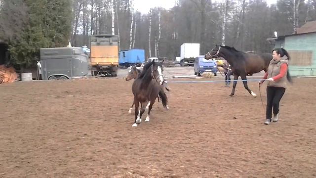 Лакруэль(Каспаров- Леди-Лин) Уэльский горный пони, сектор В. 2013 г.р Продается. смотреть онлайн