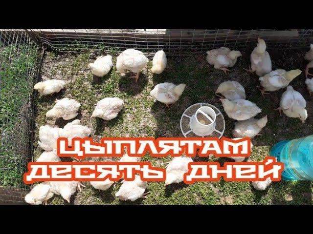 Цыплятам десять дней.... растём бодрыми и здоровыми без пропоик.... смотреть онлайн