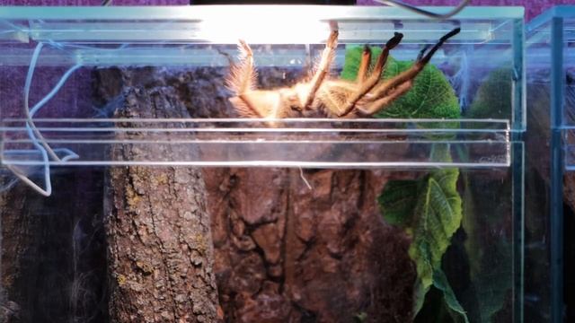нападение токсичного птицееда Пецилотерия Орната (Poecilotheria ornata) на самца