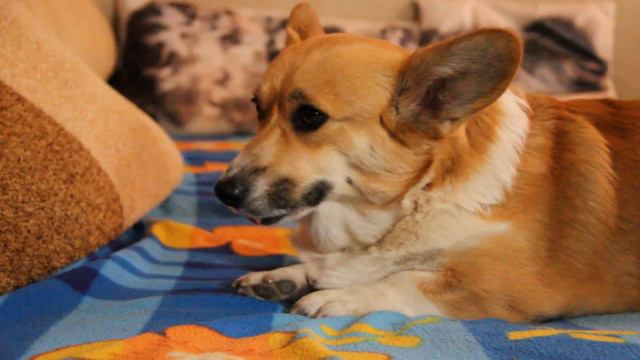 Pembroke welsh corgi смотреть онлайн