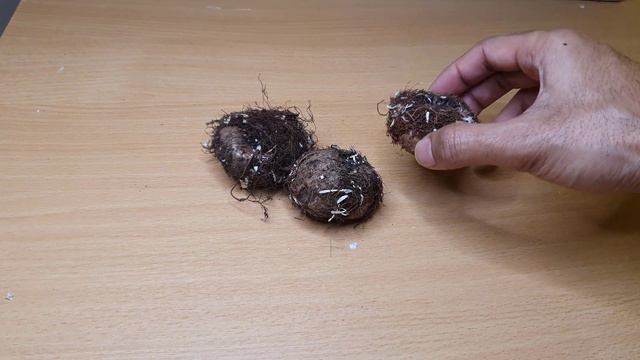 Gloxinia - How to plant corms (Sinningia speciosa) смотреть онлайн