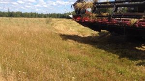 уборка семенника райграса пастбищного