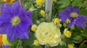 Цветочная клумба с КЛЕМАТИСАМИ | ЖЁЛТЫЙ цвет!