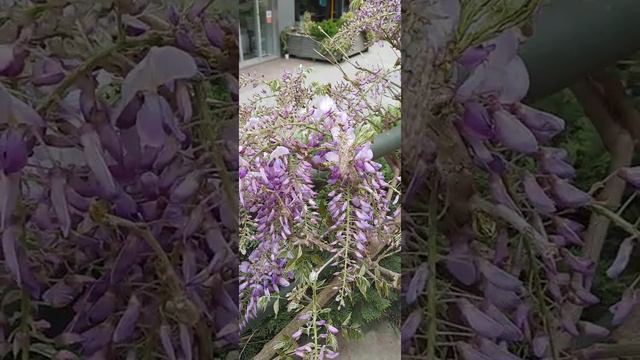LAVENDER FLOWER смотреть онлайн
