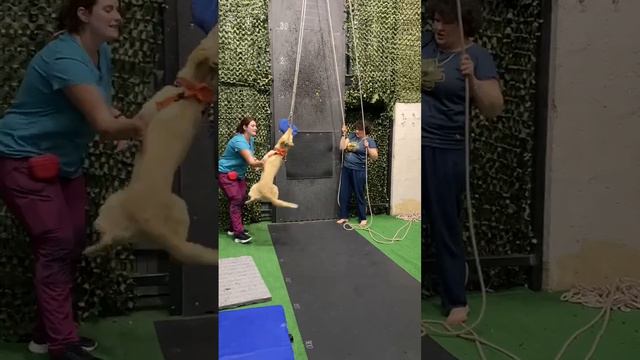 Спорт для собак в СПб. Спортзал для собак. Атлетическое многоборье для собак. смотреть онлайн