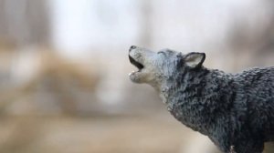 Я НЕ ВОЛК 8 серия 3 сезон // шляйх сериал про Волков