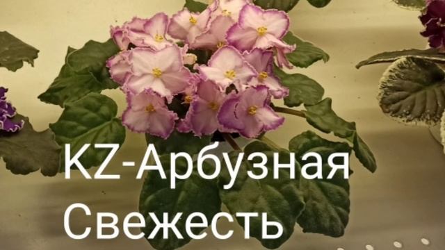 «Осенний вернисаж 2020» Сорта фиалок на выставке в Доме Фиалки в Москве смотреть онлайн