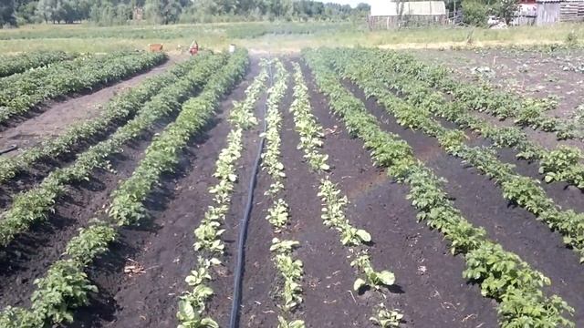 Полив огорода лентой туман смотреть онлайн