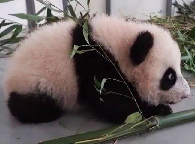 Московский зоопарк показал, как малышка-панда резво передвигается на всех лапах смотреть онлайн