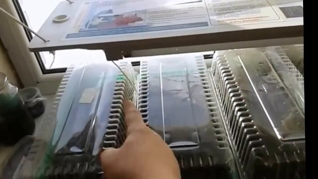 Как правильно выращивать землянику из семян смотреть онлайн