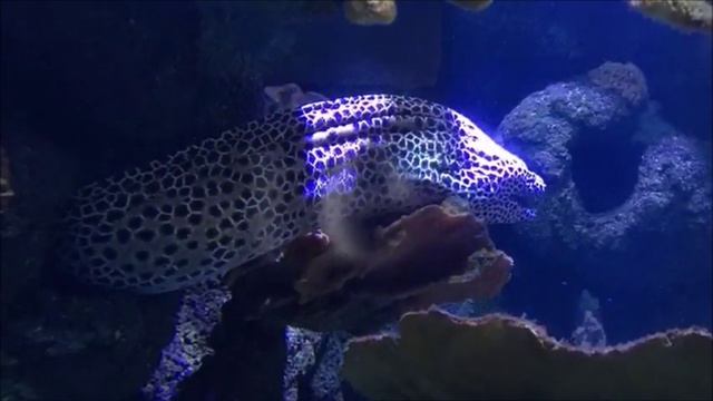 Sealife Helsinki 2016