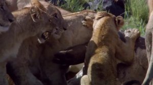 лев против большого крокодила