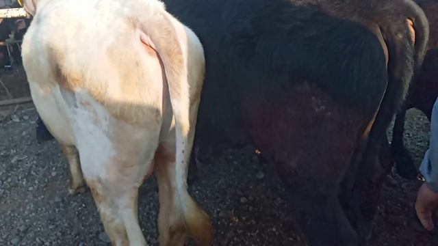 Baliqchi mol bozori Nasilli buqachalar narx navosi смотреть онлайн