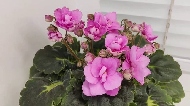 Фиалка ЛЕ-American Girl смотреть онлайн