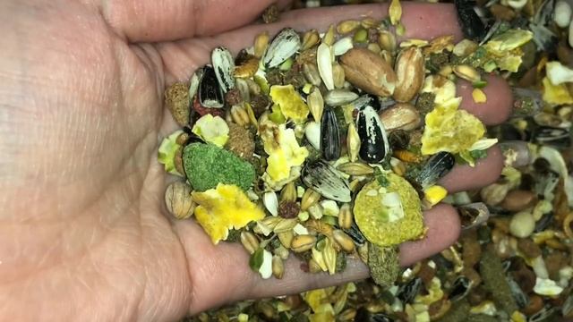 Обзор на корма и лакомства для хомяков смотреть онлайн