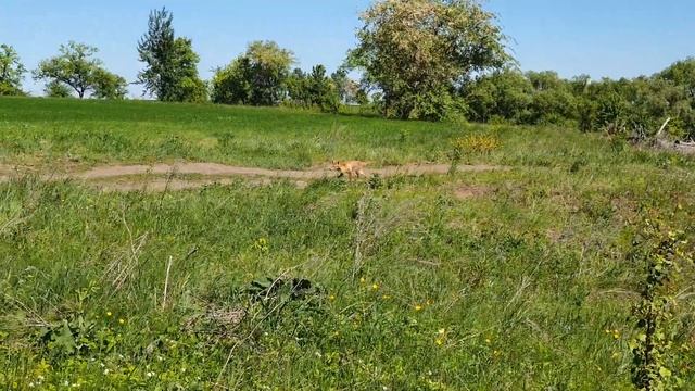 Лиса выпрашивает рыбу у рыбаков смотреть онлайн