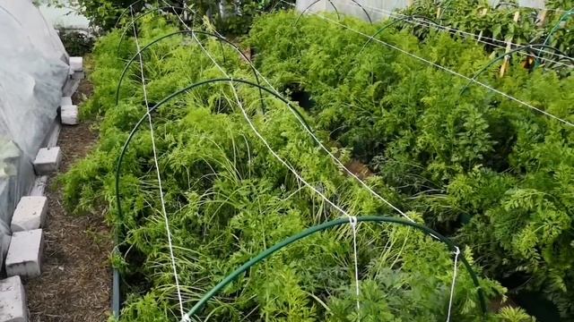 С корабля на бал. Вернулась в родные пенаты и сразу за дела. Обзор посадок и дел на 4 августа 2020 смотреть онлайн