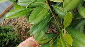 магнолия вечнозеленая