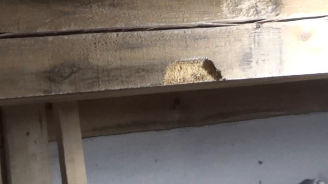 Почему не было птенцов у канареек. Обнаружил причину.