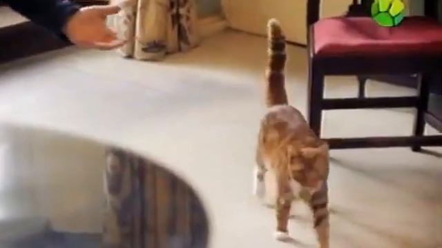 Планета кошек Британская короткошерстая 1 серия смотреть онлайн