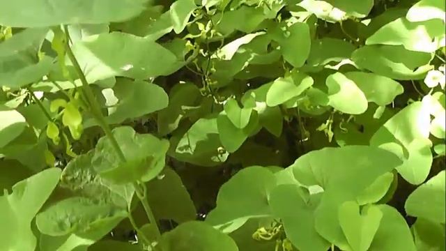 НЕМНОГО БОТАНИКИ: Кирказон ломоносовидный смотреть онлайн