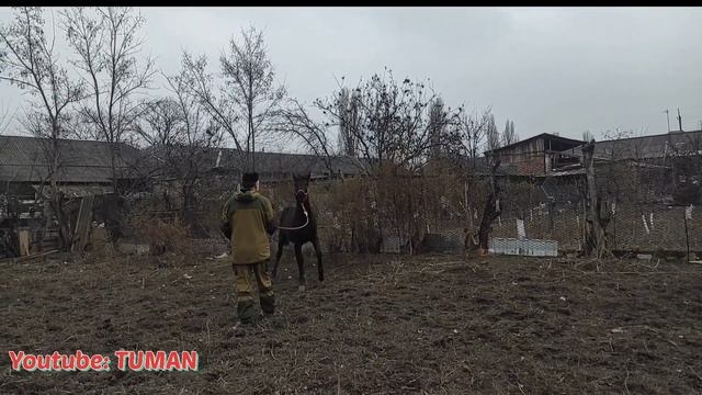 Кабардинская кобылка. Первая Расчистка Копыт. жеребенок, Туман, лошади смотреть онлайн