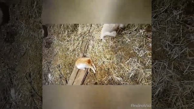 Стрижка овец