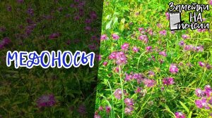 Цветущие медоносы 29 июня 2024 в Нижегородской области #пчёлы #природа #медоносы #мёд
