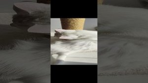 Котэ на солнышке