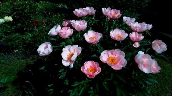 Пион Soft Salmon Saucer