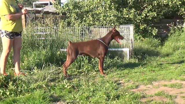 Gerbera 22062012 смотреть онлайн