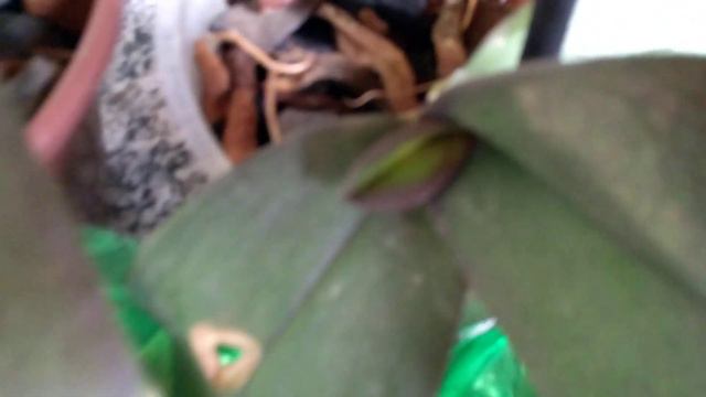 Raízes novas na Phalaenopsis debilitada que comprei no mercado смотреть онлайн