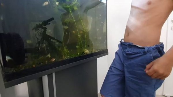 Гурами, разведение гурами, молодняк гурами. Красывая рыба гурами.