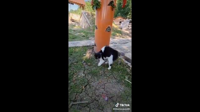 Tiberiu Si Cornel Tiberiu Revine La Casuta Din Padure