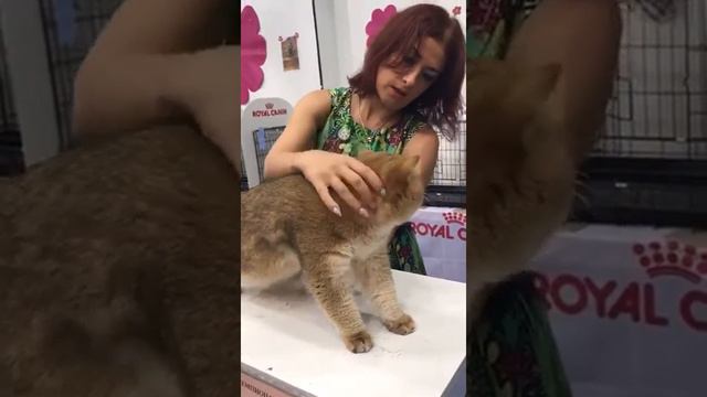 Galeksy's Golden Faberge май 2017 смотреть онлайн